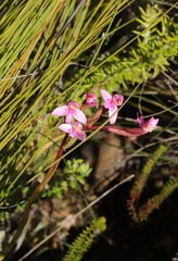 Disa vaginata
