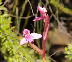 Disa vaginata