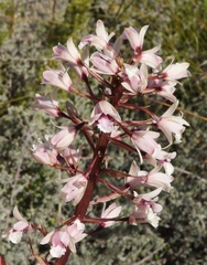 Eulophia barbata