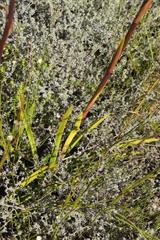 Eulophia barbata
