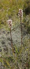 Eulophia barbata