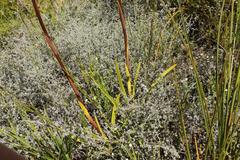 Eulophia barbata