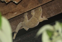 Gehyra marginata