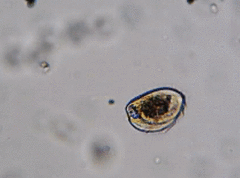 Phacodinium