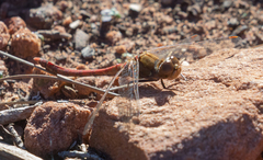 Sympetrum striolatum