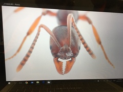 Austroponera castanea