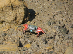 Paraleptuca chlorophthalmus