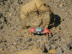 Paraleptuca chlorophthalmus