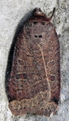 Abagrotis