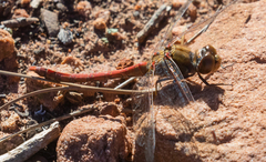 Sympetrum striolatum