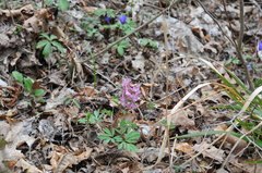 Corydalis caucasica
