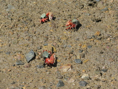 Paraleptuca chlorophthalmus