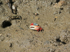 Paraleptuca chlorophthalmus