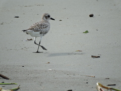 Pluvialis squatarola