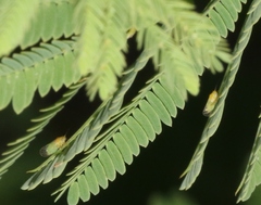 Heteropsylla
