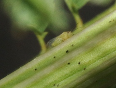 Heteropsylla