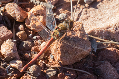 Sympetrum striolatum
