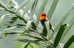 Euplectes hordeaceus