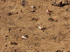 Austruca occidentalis