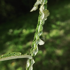 Pterocaulon lorentzii