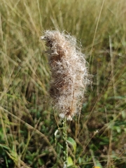 Pterocaulon lorentzii