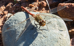 Sympetrum striolatum
