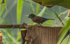 Pyrenestes sanguineus