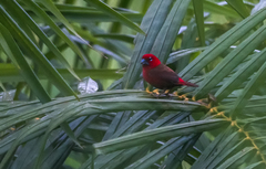 Pyrenestes sanguineus