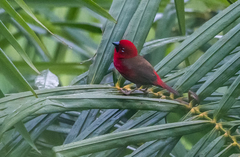 Pyrenestes sanguineus
