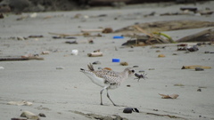 Pluvialis squatarola