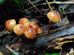 Galerina patagonica