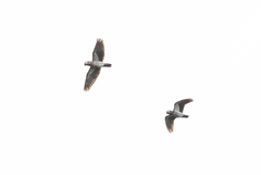 Psittacus erithacus timneh