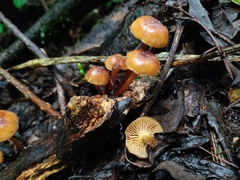 Galerina patagonica