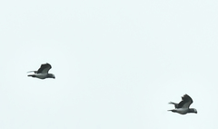 Psittacus erithacus timneh