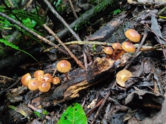 Galerina patagonica