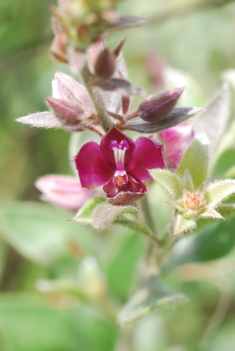 Brazilian Rhatany (Krameria argentea)