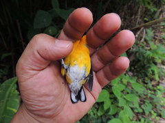 Euphonia minuta