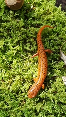 Pseudotriton ruber ruber