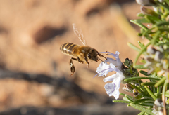 Apis mellifera