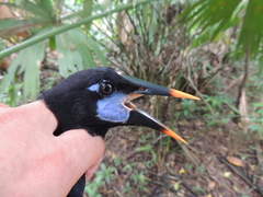 Psarocolius guatimozinus