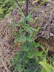 Lactuca formosana