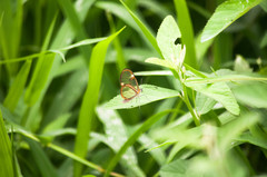 Episcada hymenaea hymenaea
