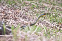 Chironius bicarinatus