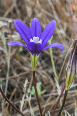 Brodiaea stellaris