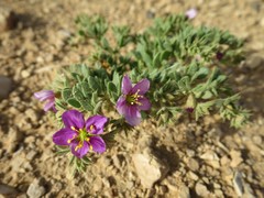 Fagonia mollis