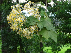 Montanoa quadrangularis