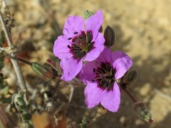 Erodium crassifolium
