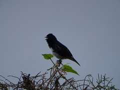 Sporophila luctuosa