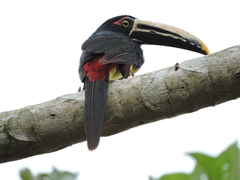 Pteroglossus torquatus