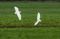 Bubulcus ibis